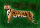 tiger