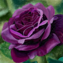 purple-rose