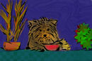 my-yorkie-kipi