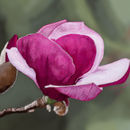 pink-cup-flower