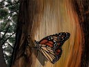 monarch monarch