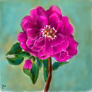 a-christ-rose