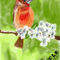 little-bird by rosebuddy