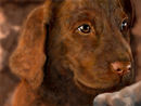 little-puppy