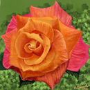 orange-and-pink-rose orange-and-pink-rose