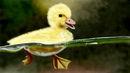 the-little-swimming-du the-little-swimming-du