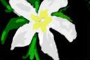 my-white-flower