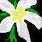 my-white-flower by marie2009