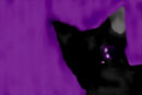 meow