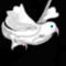 dove by GimpingFish