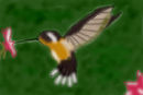 humming-bird