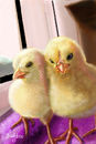 chicks