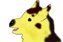 zoe-dog