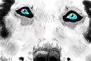 blue-eyes
