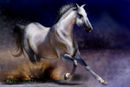 cossi cossi
