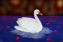 swans-are-like-flowers