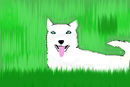 husky
