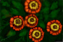 orange-flowers