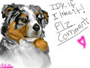australian-shephard
