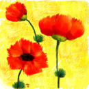 poppy-family