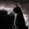 dark-cat by MooNyCaT