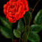 a-rose by ploiesteana