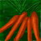 carrots by sketchpad