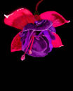 purple-flower