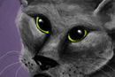 grey-cat-on-a-purple-b