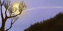 3712-backyard-moon