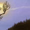 3712-backyard-moon by nedeeb