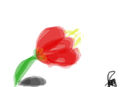 tanneke-tulp