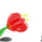 tanneke-tulp by Marije