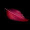 feather by Marije