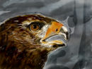 buzzard-in-the-storm