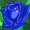 blue-rose by xtoonpeppy570