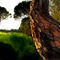 the-tree-trunk by betty72