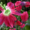 red-clematis by betty72
