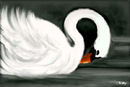 white-swan