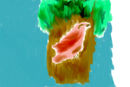 red-bird