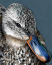 thats-just-ducky