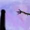 living-things by Airsprayer
