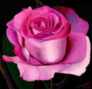 pink-rose