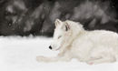 arctic-fox
