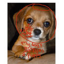 bailey-my-dogwell-one-