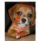 bailey-my-dogwell-one- by Rawrish