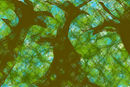 trees