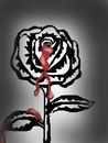 bleeding-rose