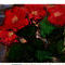wild-roses by gabyconstanza