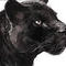 black-leopard-bones-an by viridian